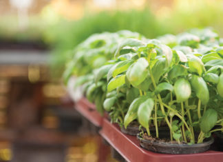 Patio Herb Gardens